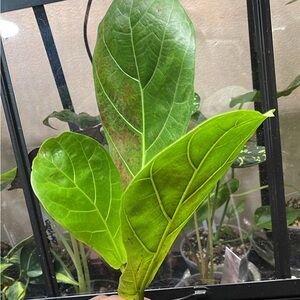 Fiddle leaf